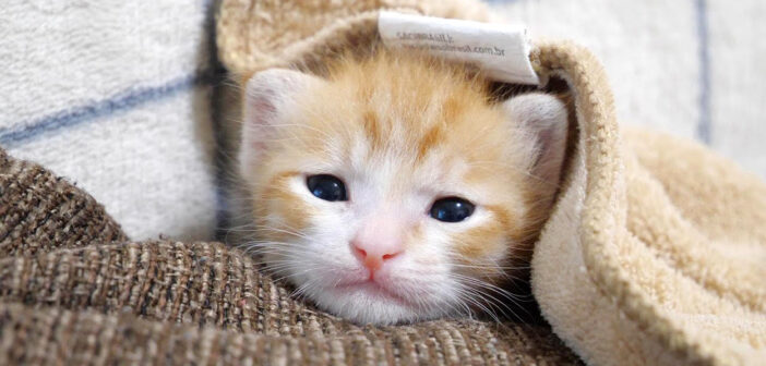 信じられないほど可愛い子猫