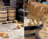 蒸留所にどこからともなく現れた4匹の子猫達。そこで働くことを決めて、出会った全ての人達をとりこにする (*´ｪ｀*)