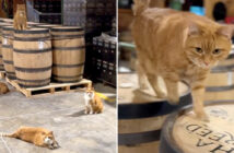 蒸留所にどこからともなく現れた4匹の子猫達。そこで働くことを決めて、出会った全ての人達をとりこにする (*´ェ`*) 蒸留所で働く猫達