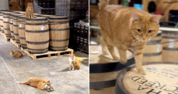 蒸留所にどこからともなく現れた4匹の子猫達。そこで働くことを決めて、出会った全ての人達をとりこにする (*´ｪ｀*)