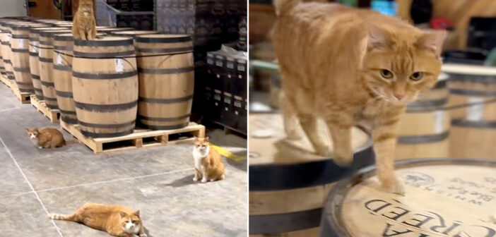 蒸留所にどこからともなく現れた4匹の子猫達。そこで働くことを決めて、出会った全ての人達をとりこにする (*´ェ`*) 蒸留所で働く猫達