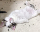 野生を捨てるとこうなりました♪ 床の暖かさに抵抗できなくて、無防備な姿で寝落ちする猫さんが可愛い ( *´艸｀)♡