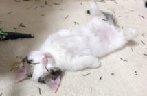 野生を捨てるとこうなりました♪ 床の暖かさに抵抗できなくて、無防備な姿で寝落ちする猫さんが可愛い ( *´艸`)♡ 眠る子猫