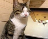 眠たくて眠たくて仕方がない猫さん。飼い主さんの方をじ〜っと見つめたと思ったら、とっても可愛い行動に出た♡