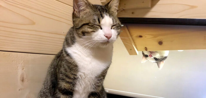 眠たくて眠たくて仕方がない猫さん。飼い主さんの方をじ〜っと見つめたと思ったら、とっても可愛い行動に出た♡