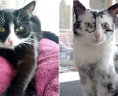 最初は黒白のハチワレ柄だった猫さん。1歳を迎えた頃から徐々に柄が変化し始め、美しい斑点模様の猫に変わる！