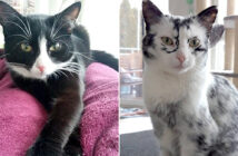 不思議な模様の猫