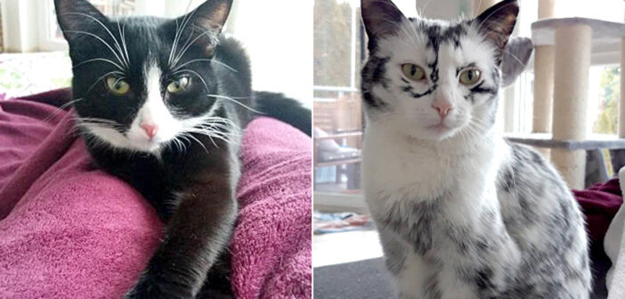 最初は黒白のハチワレ柄だった猫さん。1歳を迎えた頃から徐々に柄が変化し始め、美しい斑点模様の猫に変わる! 不思議な模様の猫