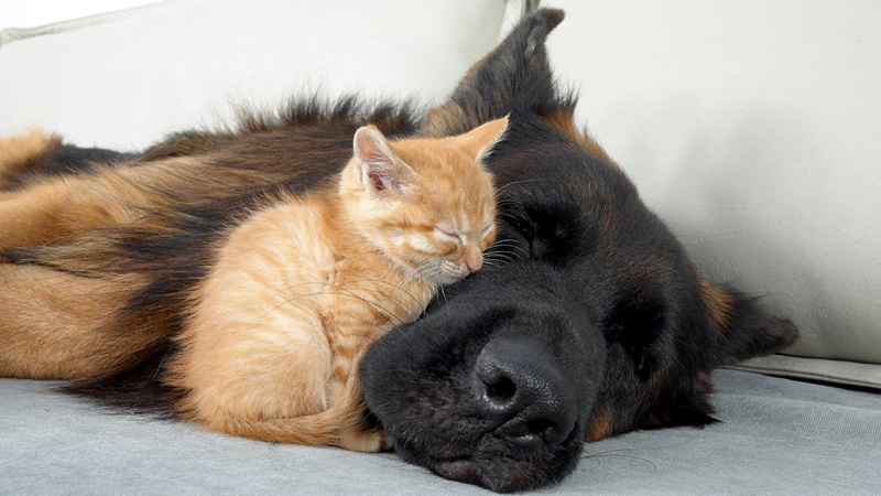 ジャーマンシェパードに寄り添って眠る子猫