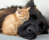 ジャーマンシェパードがそばにいないと眠れない保護子猫。その甘えん坊な姿に心がポカポカ温まる (*´ェ`*)♡