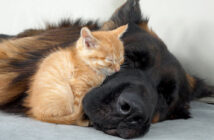 ジャーマンシェパードに寄り添って眠る子猫