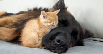 ジャーマンシェパードに寄り添って眠る子猫