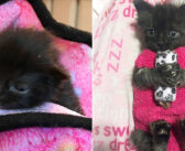 母猫と一緒に救い出された小さな子猫。靴下で作ったセーターのおかげで体が回復し、ついに元気な姿を取り戻す!