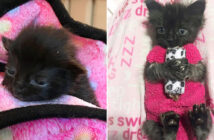 母猫と一緒に救い出された小さな子猫。靴下で作ったセーターのおかげで体が回復し、ついに元気な姿を取り戻す! セーター子猫