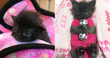 母猫と一緒に救い出された小さな子猫。靴下で作ったセーターのおかげで体が回復し、ついに元気な姿を取り戻す！