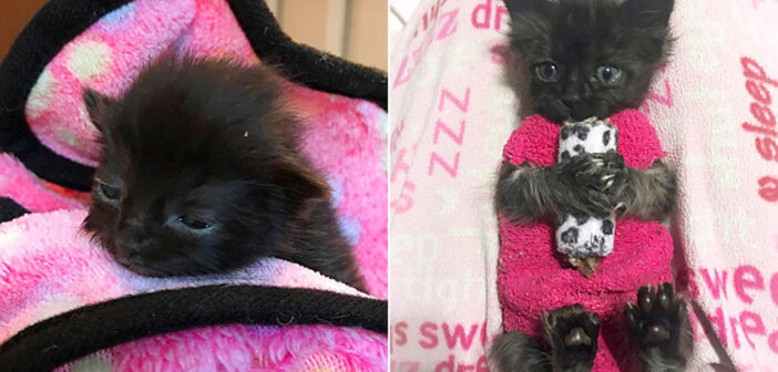 母猫と一緒に救い出された小さな子猫。靴下で作ったセーターのおかげで体が回復し、ついに元気な姿を取り戻す! セーター子猫