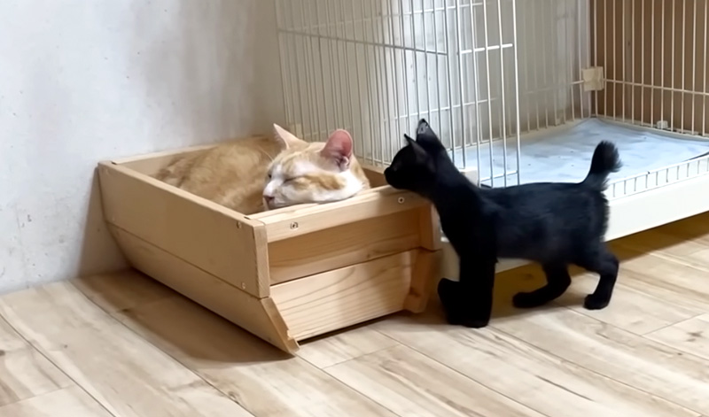 先住猫の様子をうかがう子猫
