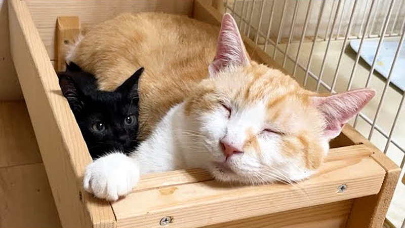 先住猫に寄り添う子猫