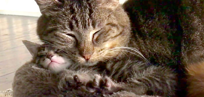 ずっと野外で生きてきて、非常に攻撃的だった老猫。保護の数ヶ月後に2匹の子猫と出会うと、幸せいっぱいの変化が(*´ｪ｀*)