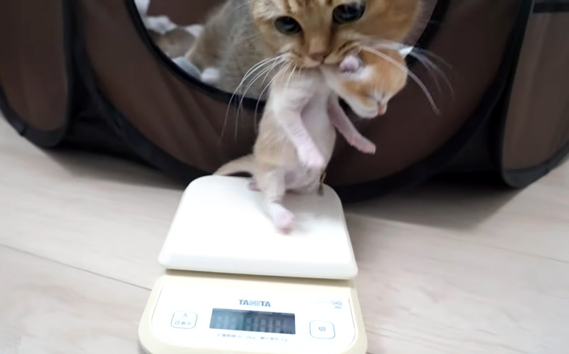 子猫を連れて行く母猫