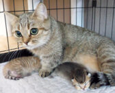 子猫の体重を量ろうとすると、怒って連れて行っちゃう母猫。その姿から大切な我が子を守る母親の愛情が伝わってくる