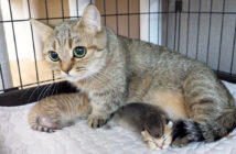 子猫を守る母猫