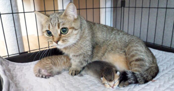 子猫の体重を量ろうとすると、怒って連れて行っちゃう母猫。その姿から大切な我が子を守る母親の愛情が伝わってくる