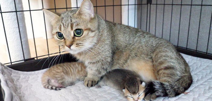 子猫を守る母猫