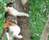 「ママ助けて〜！」木の上から降りられなくなった子猫。ピンチに気付いた母猫が、救出に向かう様子がとっても優しかった