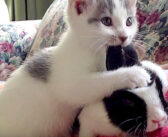 ハムハムが止まらない! うさ耳好きな子猫が、とっても愛らしい行動に出た ( *´艸`)♡
