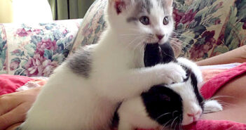ハムハムが止まらない! うさ耳好きな子猫が、とっても愛らしい行動に出た ( *´艸`)♡ ウサ耳が大好きな子猫