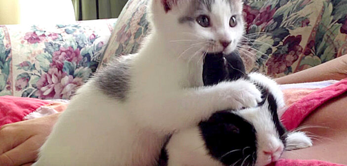 ハムハムが止まらない! うさ耳好きな子猫が、とっても愛らしい行動に出た ( *´艸`)♡
