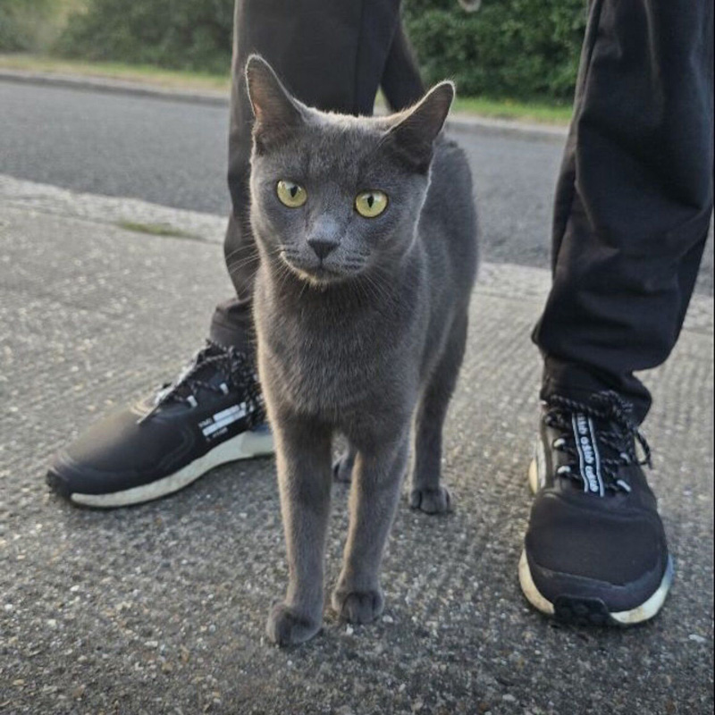 彷徨い歩いていた猫