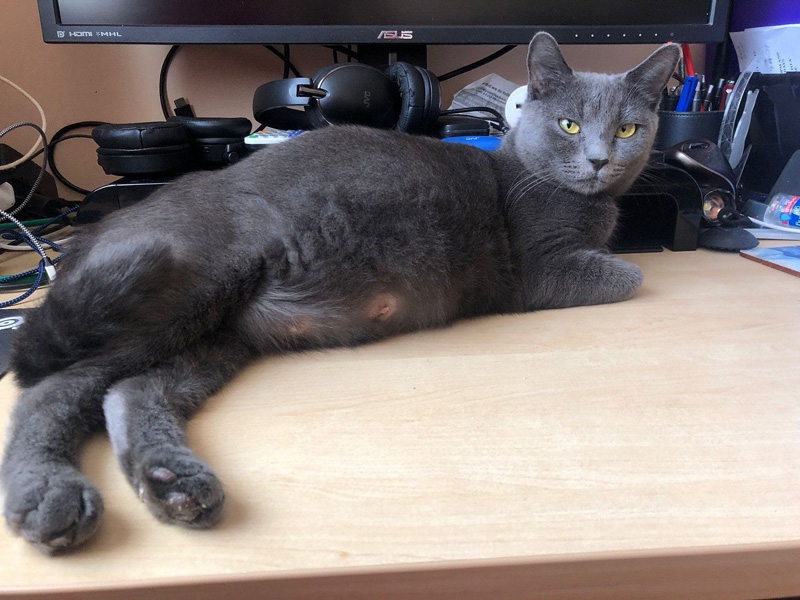 お腹が大きい猫