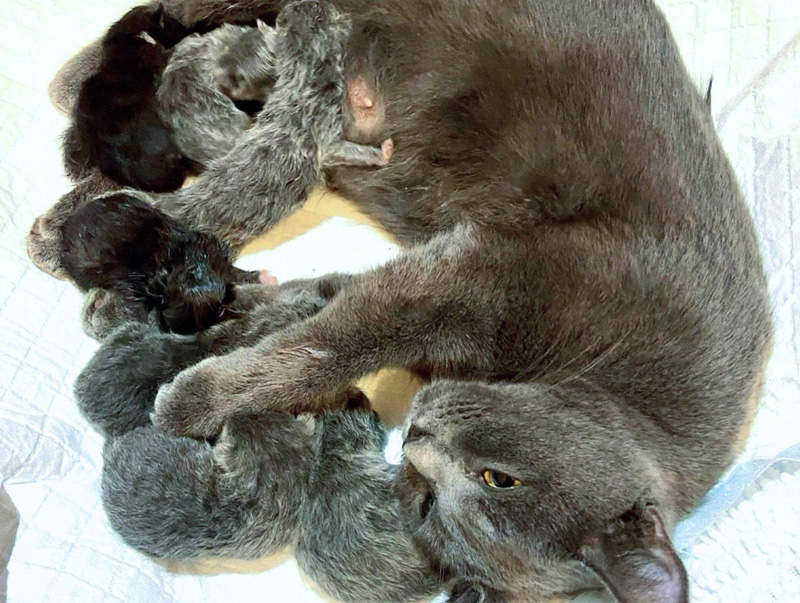 子猫達を産んだ猫
