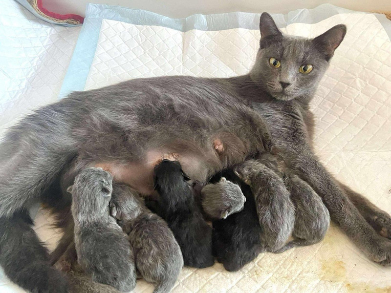 幸せな猫の親子
