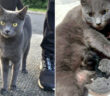 保護された猫と子猫達