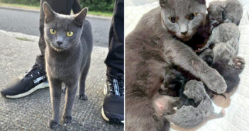 保護された猫と子猫達