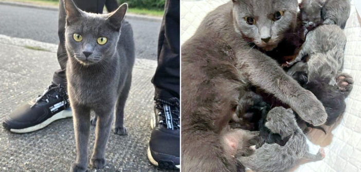 保護された猫と子猫達