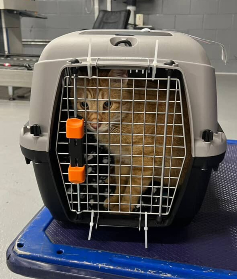 保護された猫