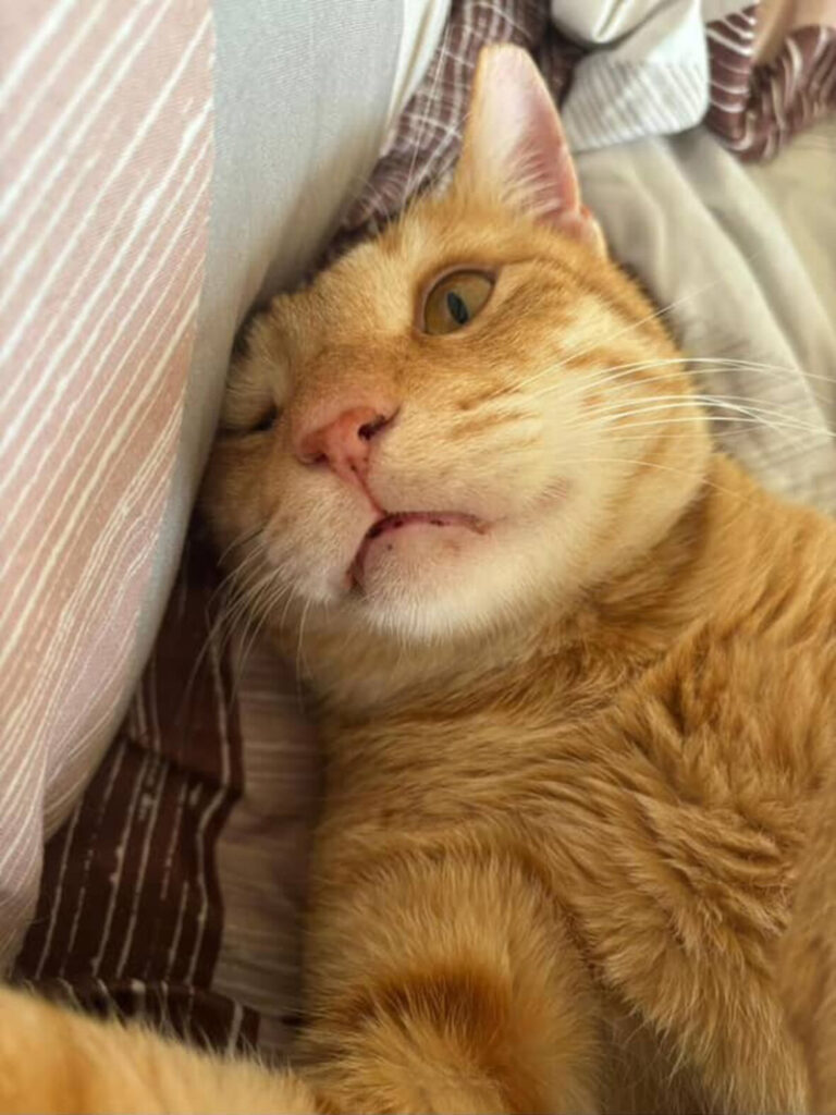 くつろぐ猫
