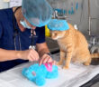 ぬいぐるみの手術を見守る猫