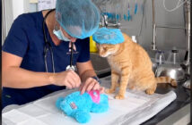 ぬいぐるみの手術を見守る猫
