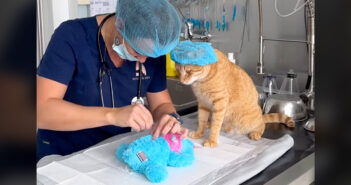 猫のお気に入りのぬいぐるみを『緊急手術』するために動物看護師が介入! 猫もその様子をハラハラしながら見守る ぬいぐるみの手術を見守る猫