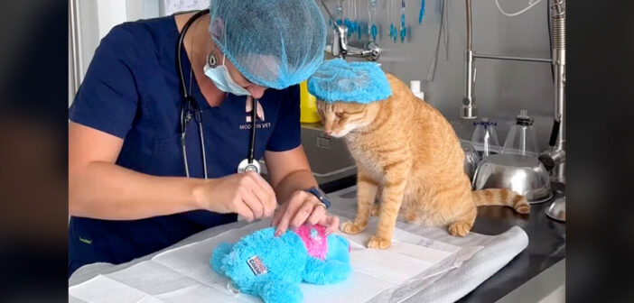 猫のお気に入りのぬいぐるみを『緊急手術』するために動物看護師が介入! 猫もその様子をハラハラしながら見守る ぬいぐるみの手術を見守る猫