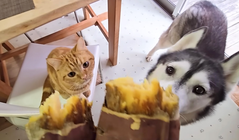 焼き芋が気になるハスキー犬と子猫
