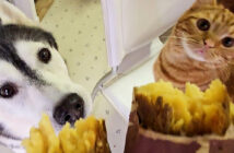 焼き芋が気になるハスキー犬と子猫
