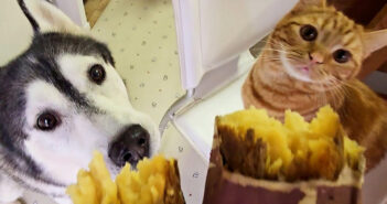 生まれて初めて焼き芋を食べた子猫と犬達。あまりの美味しさに秒で食べちゃう様子にビックリ (*゚0゚)! 焼き芋が気になるハスキー犬と子猫