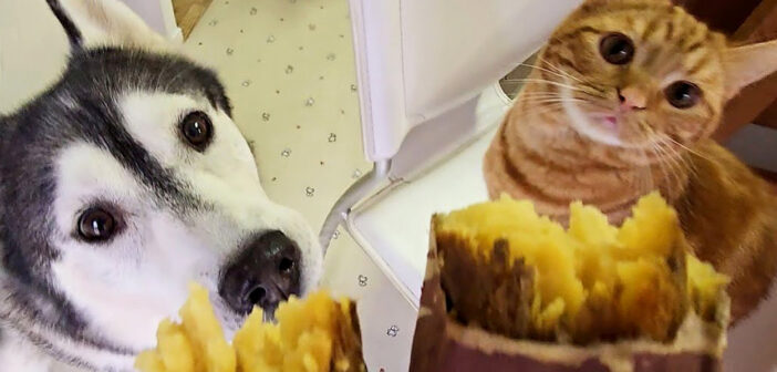 生まれて初めて焼き芋を食べた子猫と犬達。あまりの美味しさに秒で食べちゃう様子にビックリ (*゚0゚)! 焼き芋が気になるハスキー犬と子猫