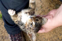 森の中で必死にしがみついてきた子猫を保護すると… 家に向かう車の中で幸せそうな姿を見せてくれた (*´ェ`*) 森の中で出会った子猫